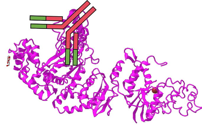 想提高PCR特異性嗎？用對酶很重要！